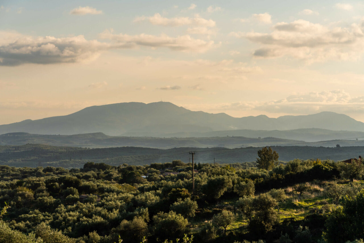 Field with olives