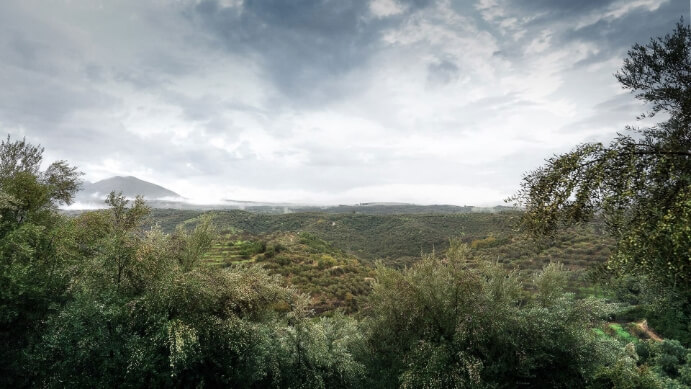 Field with olives 2