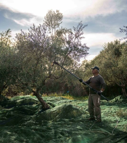 01. Συγκομιδή με το χέρι για άριστο ελαιόλαδο