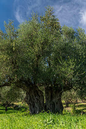 Old olive tree