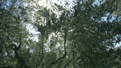 Olive leaves natural