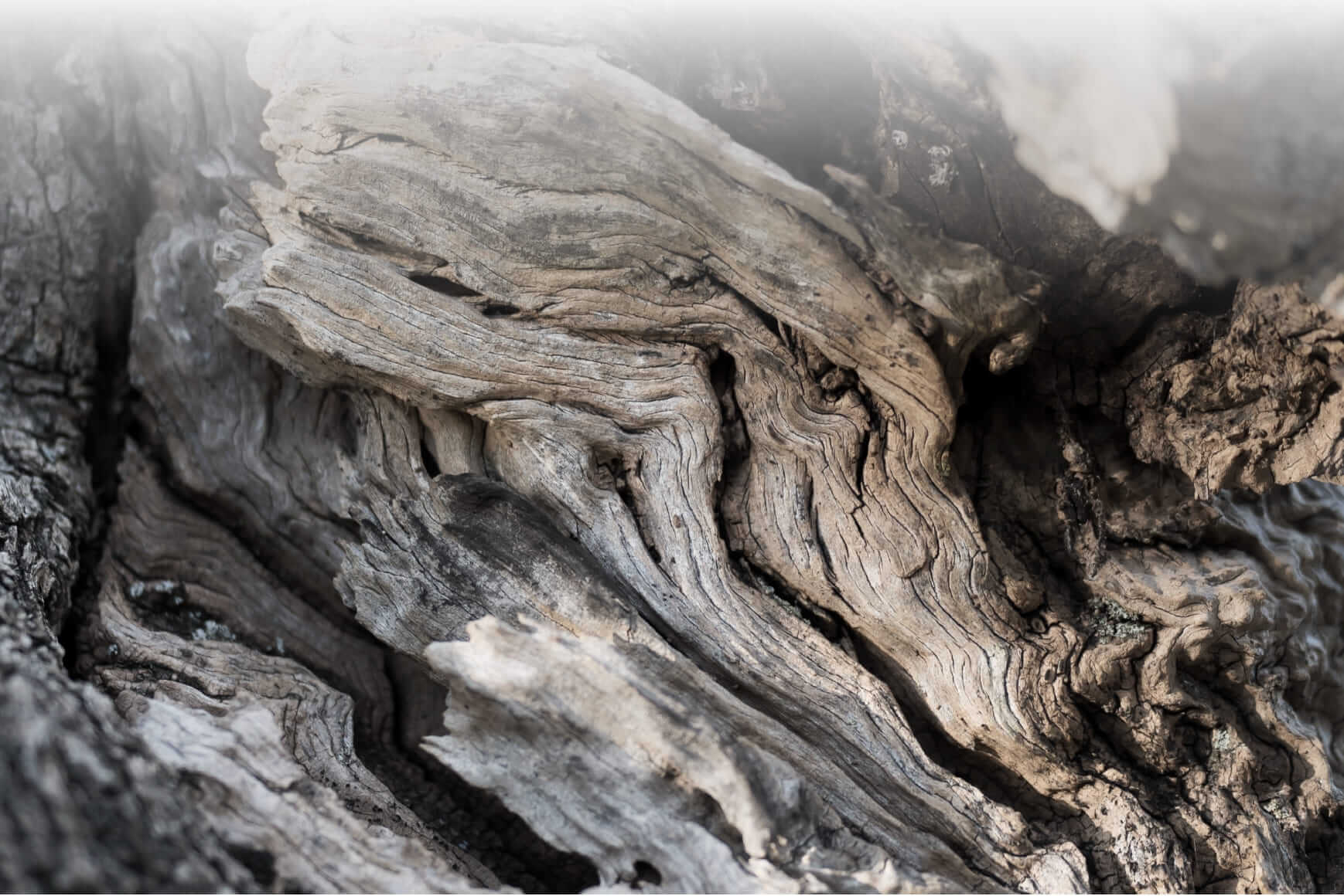 Olive tree close